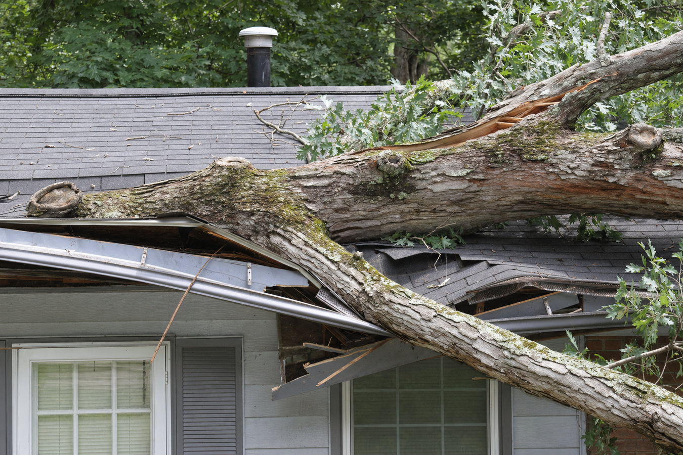Emergency tree service in Seaside, CA
