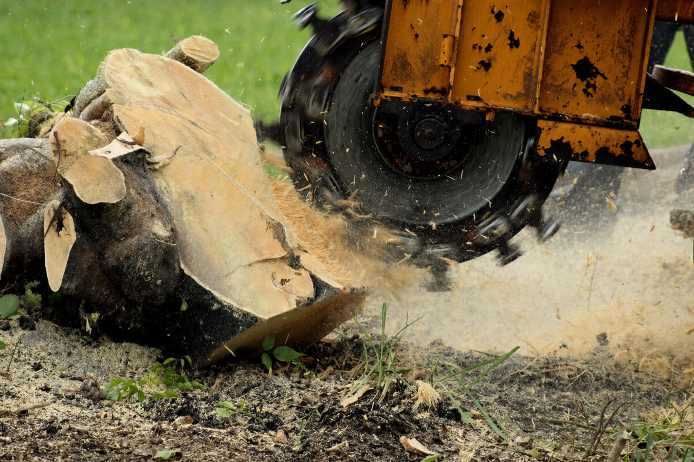 Stump removal in Seaside, CA